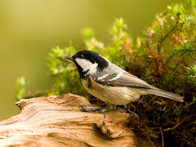 Parus ater Coal Tit Zwarte Mees